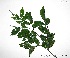  (Swartzia arborescens - CSP01119)  @11 [ ] CreativeCommons - Attribution Non-Commercial Share-Alike (2008) Unspecified Carnegie Institution for Science