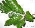 (Pouteria pariry - CSP01130)  @11 [ ] CreativeCommons - Attribution Non-Commercial Share-Alike (2008) Unspecified Carnegie Institution for Science