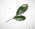 (Pterocarpus amazonum - CSP01210)  @11 [ ] CreativeCommons - Attribution Non-Commercial Share-Alike (2008) Unspecified Carnegie Institution for Science