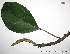  (Pourouma ovata - CSP01363)  @11 [ ] CreativeCommons - Attribution Non-Commercial Share-Alike (2008) Unspecified Carnegie Institution for Science