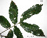  (Swartzia - CSP01395)  @11 [ ] CreativeCommons - Attribution Non-Commercial Share-Alike (2008) Unspecified Carnegie Institution for Science