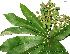 (Pourouma cecropiifolia - CSP01400)  @11 [ ] CreativeCommons - Attribution Non-Commercial Share-Alike (2008) Unspecified Carnegie Institution for Science