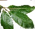  (Chrysophyllum amazonicum aff - CSP01427)  @11 [ ] CreativeCommons - Attribution Non-Commercial Share-Alike (2008) Unspecified Carnegie Institution for Science