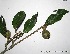  (Pouteria gracilis - CSP01429)  @11 [ ] CreativeCommons - Attribution Non-Commercial Share-Alike (2008) Unspecified Carnegie Institution for Science