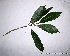  (Pouteria cuspidata aff - CSP01440)  @11 [ ] CreativeCommons - Attribution Non-Commercial Share-Alike (2008) Unspecified Carnegie Institution for Science