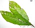  (Chrysophyllum amazonicum - CSP01443)  @11 [ ] CreativeCommons - Attribution Non-Commercial Share-Alike (2008) Unspecified Carnegie Institution for Science