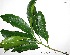  (Chrysophyllum lucentifolium - CSP01452)  @11 [ ] CreativeCommons - Attribution Non-Commercial Share-Alike (2008) Unspecified Carnegie Institution for Science