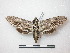  ( - CNC-CSSph0098)  @13 [ ] Copyright (2010) Unspecified Canadian National Collection of Insects, Arachnids and Nematodes