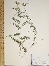  (Vicia grandiflora - CSU006)  @11 [ ] Unspecified (default): All Rights Reserved  Unspecified Unspecified