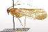  ( - CSUPOBK-0673)  @11 [ ] CreativeCommons - Attribution (2010) CBG Photography Group Centre for Biodiversity Genomics