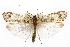  (Lenarchus rho - CSUPOBK-0675)  @15 [ ] CreativeCommons - Attribution (2010) CBG Photography Group Centre for Biodiversity Genomics