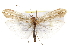  (Psychoglypha alascensis - CSUPOBK-0689)  @14 [ ] CreativeCommons - Attribution (2010) CBG Photography Group Centre for Biodiversity Genomics