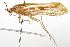  (Limnephilus apache - CSUPOBK-0740)  @13 [ ] CreativeCommons - Attribution (2010) CBG Photography Group Centre for Biodiversity Genomics
