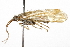  (Limnephilus coloradensis - CSUPOBK-0754)  @14 [ ] CreativeCommons - Attribution (2010) CBG Photography Group Centre for Biodiversity Genomics