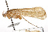  (Limnephilus frijole - CSUPOBK-0859)  @14 [ ] CreativeCommons - Attribution (2010) CBG Photography Group Centre for Biodiversity Genomics