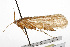  (Limnephilus frijole - CSUPOBK-0860)  @14 [ ] CreativeCommons - Attribution (2010) CBG Photography Group Centre for Biodiversity Genomics