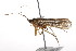  (Limnephilus lithus - CSUPOBK-0866)  @14 [ ] CreativeCommons - Attribution (2010) CBG Photography Group Centre for Biodiversity Genomics