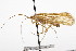  (Limnephilus lopho - CSUPOBK-0870)  @13 [ ] CreativeCommons - Attribution (2010) CBG Photography Group Centre for Biodiversity Genomics