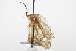  (Limnephilus kalama - CSUPOBK-0877)  @13 [ ] CreativeCommons - Attribution (2010) CBG Photography Group Centre for Biodiversity Genomics