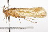  (Limnephilus morrisoni - CSUPOBK-0879)  @13 [ ] CreativeCommons - Attribution (2010) CBG Photography Group Centre for Biodiversity Genomics