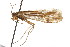  (Limnephilus nogus - CSUPOBK-0880)  @14 [ ] CreativeCommons - Attribution (2010) CBG Photography Group Centre for Biodiversity Genomics