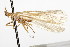  (Limnephilus rohweri - CSUPOBK-0882)  @13 [ ] CreativeCommons - Attribution (2010) CBG Photography Group Centre for Biodiversity Genomics