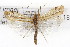  (Limnephilus sitchensis - CSUPOBK-0883)  @12 [ ] CreativeCommons - Attribution (2010) CBG Photography Group Centre for Biodiversity Genomics