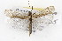  ( - CSUPOBK-0884)  @14 [ ] CreativeCommons - Attribution (2010) CBG Photography Group Centre for Biodiversity Genomics