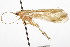  (Limnephilus selatus - CSUPOBK-0889)  @14 [ ] CreativeCommons - Attribution (2010) CBG Photography Group Centre for Biodiversity Genomics