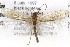  ( - CSUPOBK-0894)  @12 [ ] CreativeCommons - Attribution (2010) CBG Photography Group Centre for Biodiversity Genomics