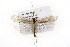  ( - CSUPOBK-0915)  @13 [ ] CreativeCommons - Attribution (2010) CBG Photography Group Centre for Biodiversity Genomics