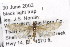  ( - CSUPOBK-0943)  @13 [ ] CreativeCommons - Attribution (2010) CBG Photography Group Centre for Biodiversity Genomics