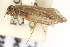  ( - CSUPOBK-0946)  @11 [ ] CreativeCommons - Attribution (2010) CBG Photography Group Centre for Biodiversity Genomics