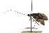  ( - CSUPOBK-1005)  @13 [ ] CreativeCommons - Attribution (2010) CBG Photography Group Centre for Biodiversity Genomics