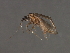  ( - 07PROBE-07181)  @12 [ ] CreativeCommons - Attribution (2008) Unspecified Centre for Biodiversity Genomics