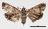  ( - JD35866)  @13 [ ] Copyright (2019) Jason Dombroskie Cornell University Insect Collection