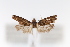  ( - CUIC000053496)  @11 [ ] Creative Common License (2022) Cornell University Insect Collection Cornell University Insect Collection