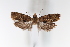  ( - CUIC000053503)  @11 [ ] Creative Common License (2022) Cornell University Insect Collection Cornell University Insect Collection