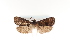  ( - CUIC000053520)  @11 [ ] Creative Commons License (2022) Cornell University Insect Collection Cornell University Insect Collection