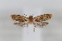  (Saphenista sp. 1_JJD - CUIC000053599)  @11 [ ] Creative Commons License (2022) Cornell University Insect Collection Cornell University Insect Collection
