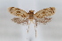  ( - CUIC000053745)  @11 [ ] Creative Commons License (2022) Cornell Univserity Insect Collection Cornell University Insect Collection