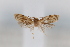  ( - CUIC000053762)  @11 [ ] Creative Commons License (2022) Cornell Univserity Insect Collection Cornell University Insect Collection