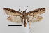  ( - CUIC000058487)  @11 [ ] Creative Commons License (2022) Cornell Univserity Insect Collection Cornell University Insect Collection