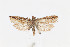  ( - CUIC000058730)  @11 [ ] Creative Commons License (2022) Cornell Univserity Insect Collection Cornell University Insect Collection