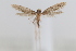  ( - CUIC000057780)  @11 [ ] Creative Commons License (2022) Cornell University Insect Collection Cornell University Insect Collection