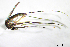  (Aedes serratus - CUL_0053)  @14 [ ] CreativeCommons - Attribution (2013) Rahuel Chan Instituto Tecnologico de Chetumal
