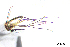 (Aedes angustivittatus - CUL_0062)  @14 [ ] CreativeCommons - Attribution (2013) Rahuel Chan Instituto Tecnologico de Chetumal