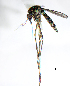  (Aedes taeniorhynchus - CUL_0122)  @15 [ ] CreativeCommons - Attribution (2013) Rahuel Chan Instituto Tecnologico de Chetumal