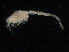  ( - UMBergen_NB_cuma106)  @11 [ ] CreativeCommons - Attribution Non-Commercial Share-Alike (2014) University of Bergen, Norway University of Bergen, Natural History Collections