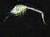  ( - UMBergen_NB_cuma13)  @11 [ ] CreativeCommons - Attribution Non-Commercial Share-Alike (2012) Natural History Collections, University of Bergen University of Bergen, Natural History Collections